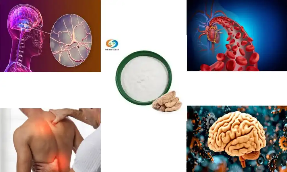 How Gastrodin Powder Supports Brain Health Naturally?